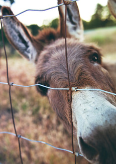 Donkeys