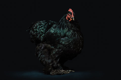 Image by JOHN TOWNER