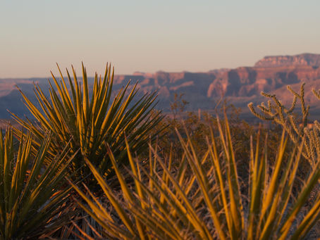 Yucca Extracts for Foliar Feeding