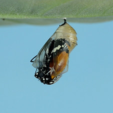 Image by Bankim Desai