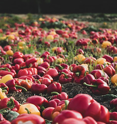 Image by Susan van Bragt