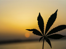 GVB: $486.2M net loss due to stalled 'pot tourism'