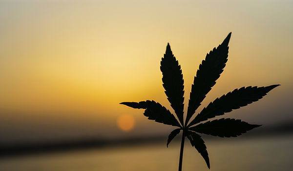 7 Common Misconceptions About Medical Marijuana