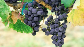 Programas de vindimas para colher e pisar as uvas!