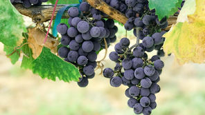 Programas de vindimas para colher e pisar as uvas!
