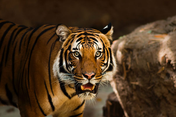 tigre du bengale
