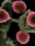 Image by National Cancer Institute