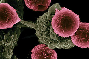 Image by National Cancer Institute