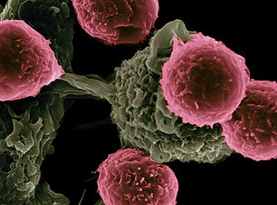 Image by National Cancer Institute
