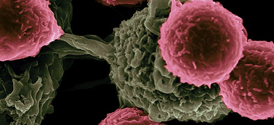 Image by National Cancer Institute