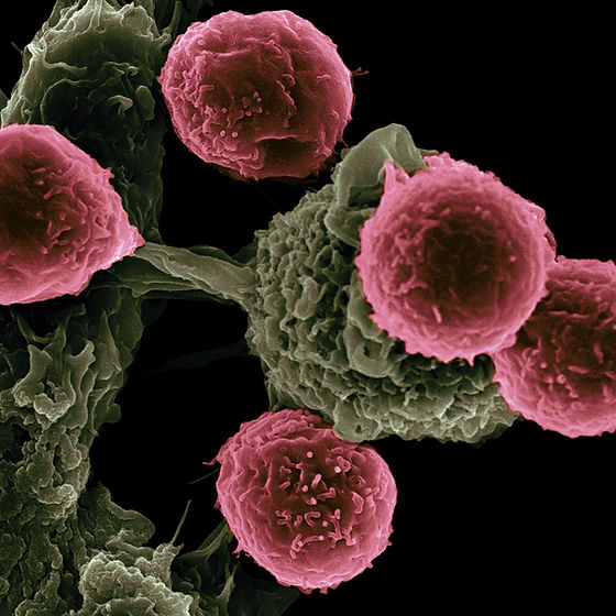 Image by National Cancer Institute