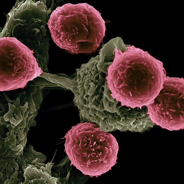 Image by National Cancer Institute