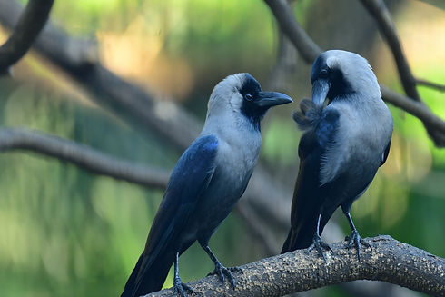 Image by Sreenivas