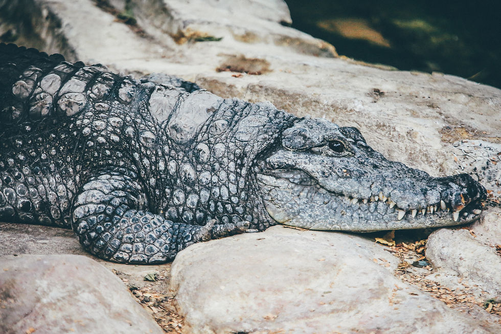 Visit fun tourist attractions when you rent in Leesburg Florida