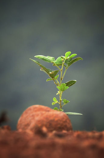 Image by Sushobhan Badhai
