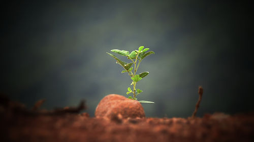 On-site greening