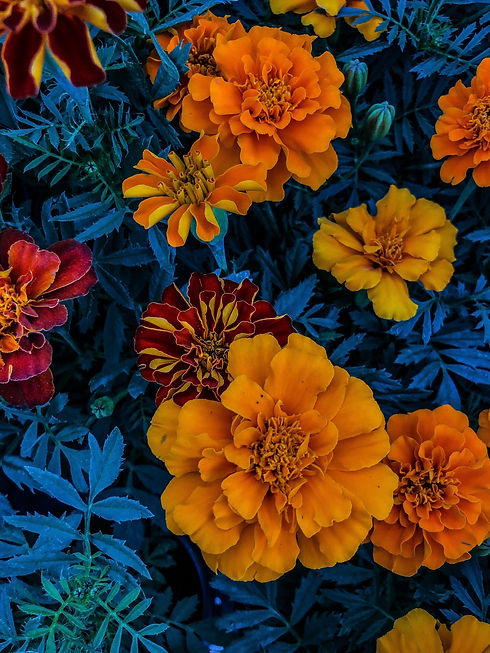 Image by Elizabeth Jorge