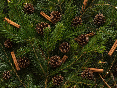 There Is A Cookbook That Shows You How To Eat Your Christmas Tree