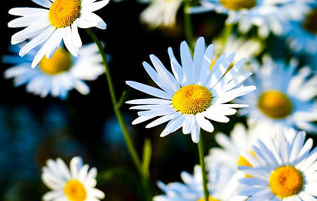 Image by Tatsuya Sawanobori