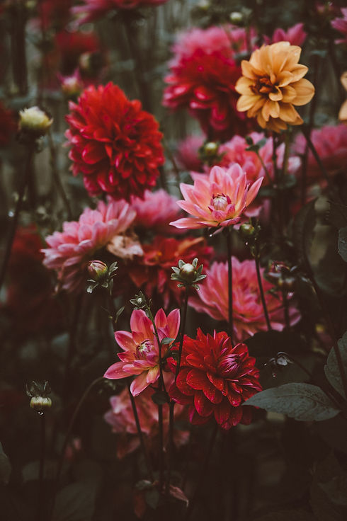 Image by Annie Spratt