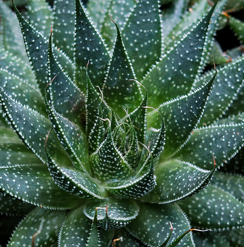 Aloe Vera for Hair Growth 2