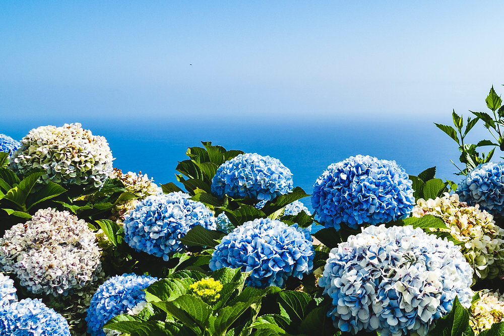 HYDRANGEA
