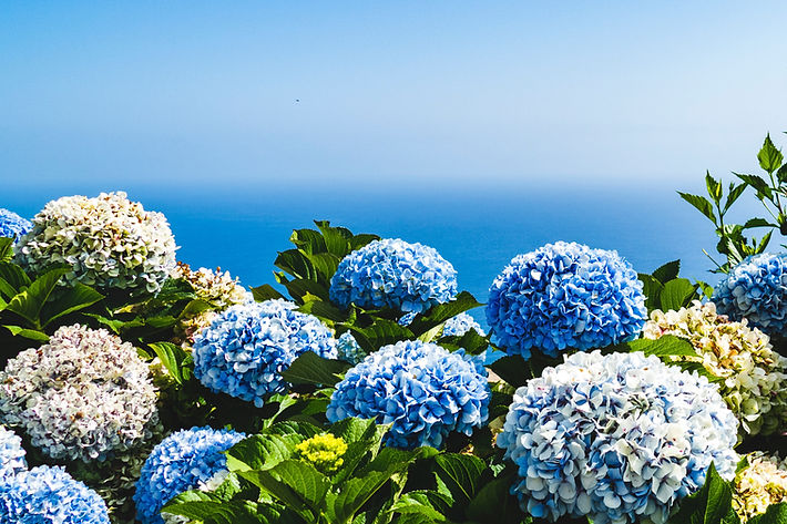 Image by Josefin