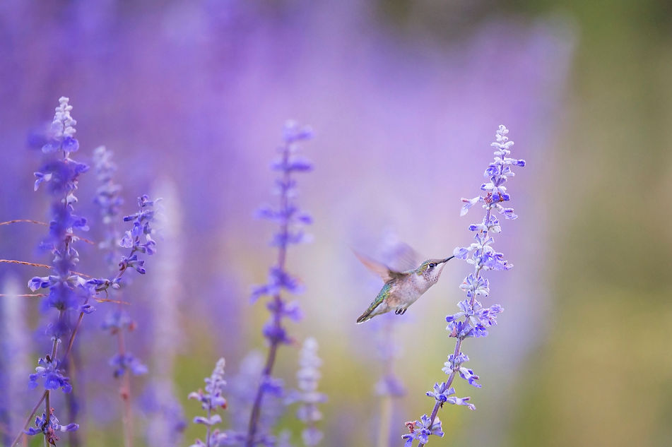 Image by Ray Hennessy