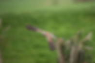 Predatory Bird Wildlife in The Bioasis