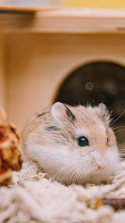 Image by Sunira Moses