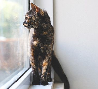 Image by Michaela Filipcikova