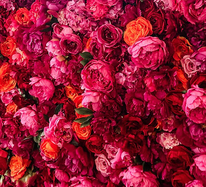 Image by Miranda Mossburg