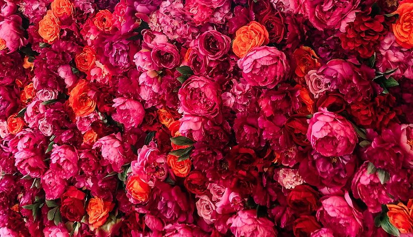 Image by Miranda Mossburg