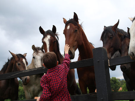 Le cheval, ce fabuleux médiateur.
