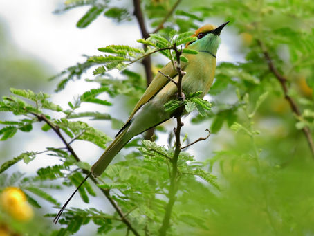 Feathered Follies: The Hilarious Side of Bird Watching