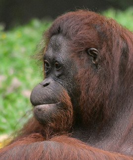Orang-oetans in Sumatra