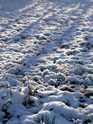 Snow-covered ground with a few plants peeking through, casting long shadows. The scene is serene with sunlight creating a soft glow.
