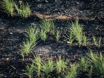 Fire Season/Planting Season
