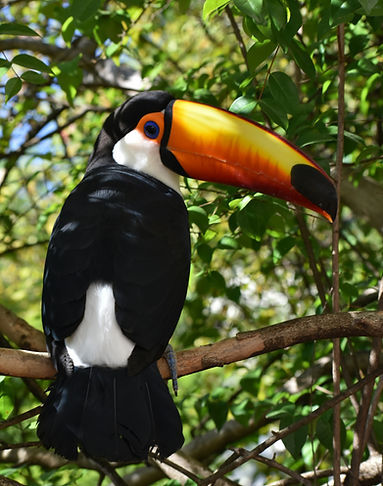 Costa Rica toucan