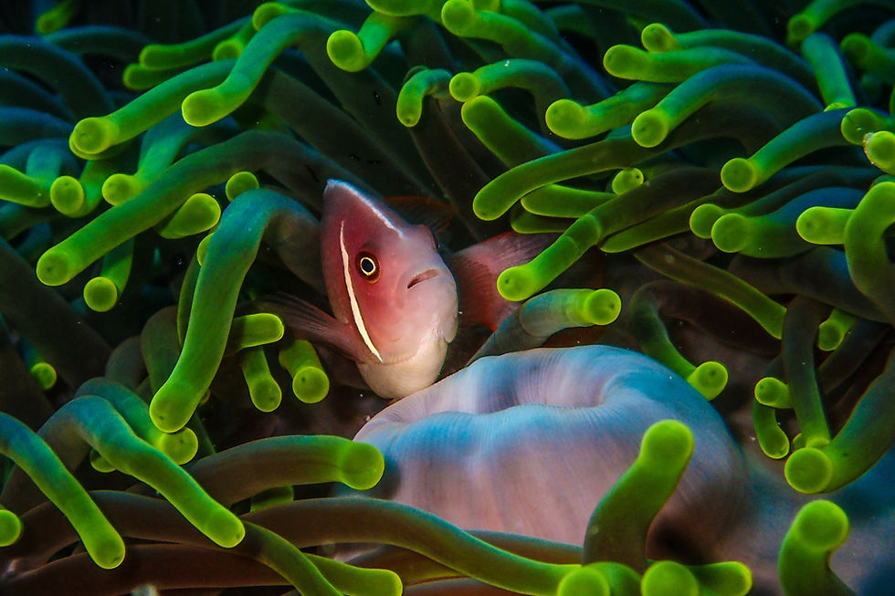 Picture of fishs by Benjamin L. Jones