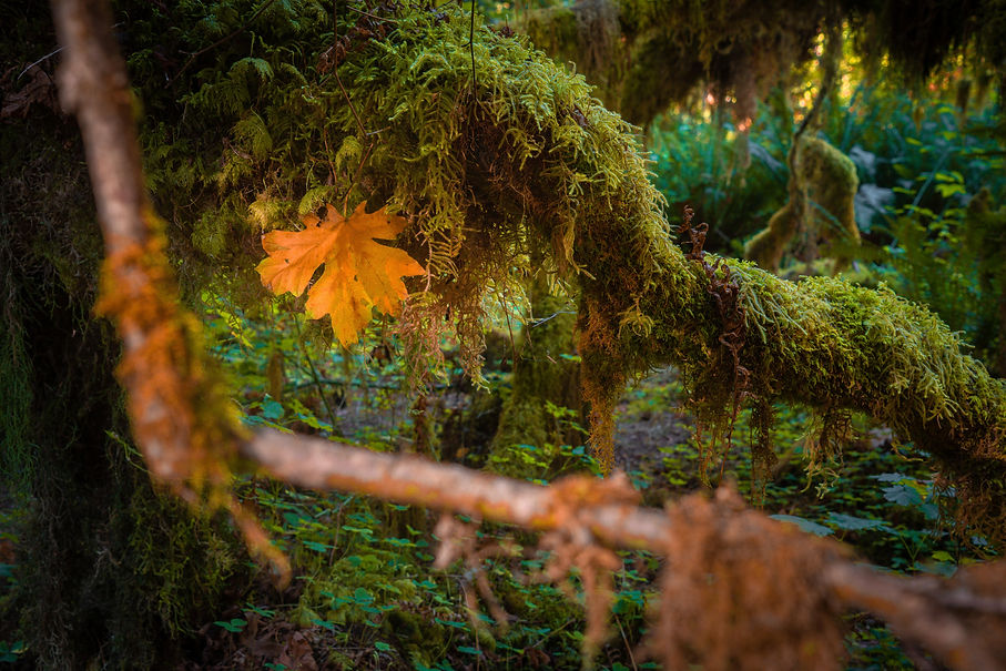 Image by Intricate Explorer