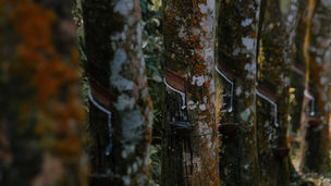 Desrama da Seringueira: O Guia Definitivo para Maximizar o Rendimento de Látex e a Longevidade do Seu Seringal