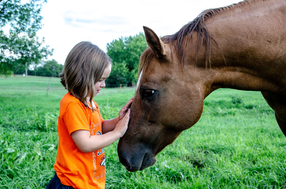 Horse training, animal health