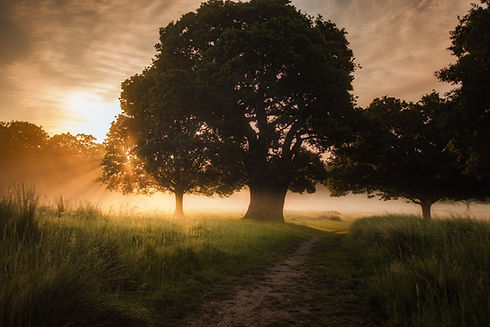 Image by Simon Wilkes