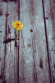 Image by Markus Spiske