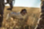 irish setter dog in open field with hunters in front and behind