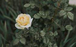 Image by Bruno Luz