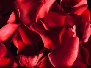 The Anatomy of Heartache: A Scientific, Psychological, and Existential Examination of Why Love Hurts the Woman Who Feels Deeply