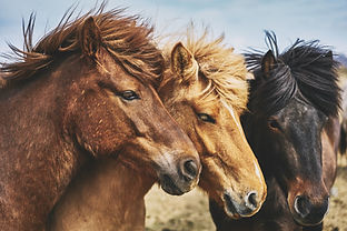 Pensions chevaux