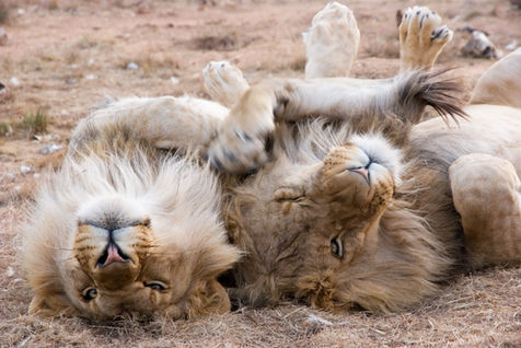 Image by Gary Whyte